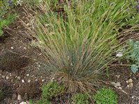 Овсянница пепельно-серая – Festuca cinerea Vill. (1)