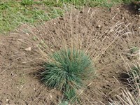 Овсянница сизая – Festuca glauca Vill.