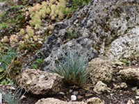 Овсянница точечная – Festuca punctoria Sm.