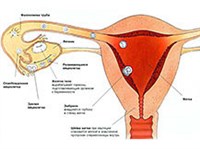 Овуляция (схема)