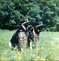 Овчарки (восточноевропейские овчарки)