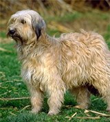 Овчарки (каталонская овчарка)