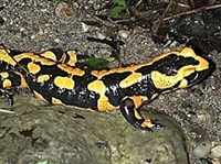 Огненная саламандра (Salamandra salamandra)