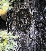 Огненная совка (маскировка)