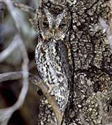 Огненная совка (на дереве)