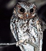 Огненная совка (Otus flammeolus)
