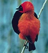 Огненный Ткачик