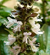 Огородный базилик (соцветие)