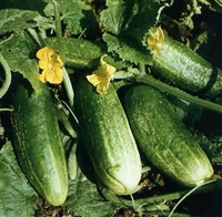 Огурец (плодоносящее растение)