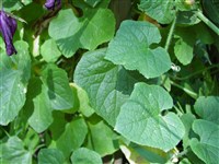 Огурец метулиферус – Cucumis metuliferus Naudin.