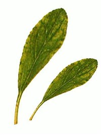 Огуречная трава