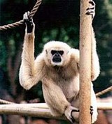 Одноцветный гиббон (Hylobates concolor)