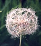 Одуванчик (отцветший одуванчик)