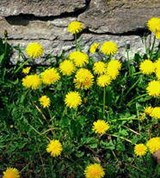 Одуванчик (цветы)