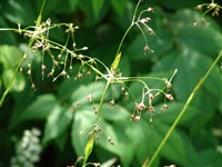 Ожика волосистая – Luzula pilosa (L.) Willd.