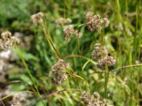 Ожика снежно-белая – Luzula nivea (L.) DC.