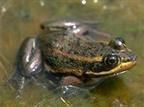 Озерная лягушка