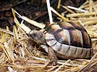 Окаймленная черепаха (Testudo marginata)