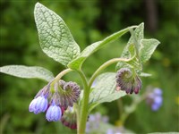 Окопник кавказский – Symphytum caucasicum Bieb. (1)