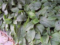 Окопник крупноцветковый, иберийский – Symphytum grandiflorum A.DC.