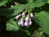 Окопник лекарственный – Symphytum officinale L.