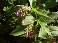 Окопник шероховатый – Symphytum asperum L.