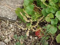 Оксирия двухпестичная – Oxyria digyna (L.) Hill.