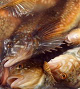 Окунь (улов)