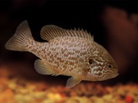 Окунь солнечный