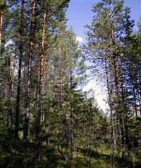 Олекминск (заповедник)