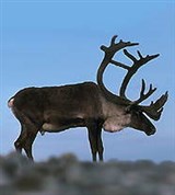 Олени (северный олень)