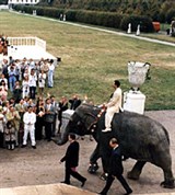 Олигарх (На слоне)