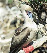 Олуша красноногая