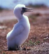 Олуши (птенец)