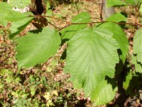 Ольха волосистая, пушистая – Alnus hirsuta (Spach.) Rupr.