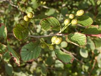 Ольха изумрудно-зеленая – Alnus viridis (Chaix.) DC.