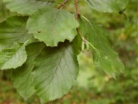 Ольха кустарниковая, ольховник – Alnus fruticosa Rupr. (1)