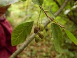 Ольха кустарниковая, ольховник – Alnus fruticosa Rupr. (2)