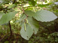 Ольха серая, белая – Alnus incana (L.) Moench. (1)