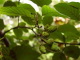Ольха серая, белая – Alnus incana (L.) Moench. (2)