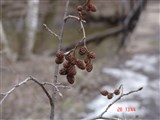 Ольха серая, белая – Alnus incana (L.) Moench. (3)