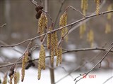 Ольха серая, белая – Alnus incana (L.) Moench. (4)