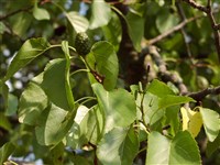 Ольха сердцевидная – Alnus cordata Desf.