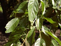 Ольха японская – Alnus japonica (Thunb.) Steud.
