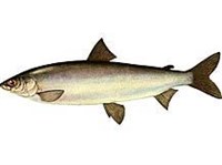 Омуль (рисунок)