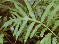 Оноклея чувствительная – Onoclea sensibilis L. (1)