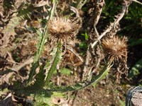 Онопордиум колючий – Onopordum acanthium L. (1)