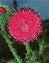 Онопордиум колючий – Onopordum acanthium L. (2)