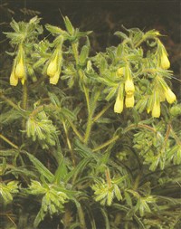 Оносма щетинистая – Onosma setosa Ledeb.