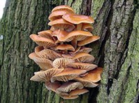 Опенок (Опенок зимний)